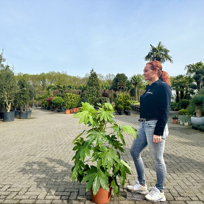 Fatsia japonica 100/120 cm planthoogte (Vingerplant)