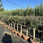 Olijfboom (Olea europaea) 16/20 cm stamomtrek - decoschaal