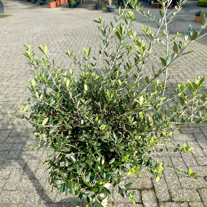 Olijfboom (Olea europaea) 16/20 cm stamomtrek - decoschaal