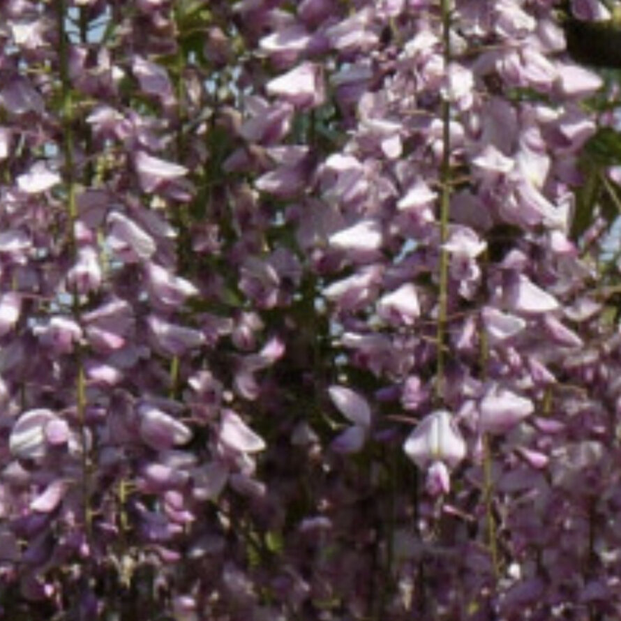 Wisteria