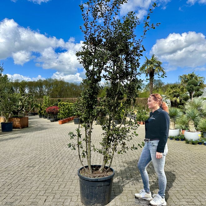 Meerstammige steeneik natuurlijke groeivorm (Quercus ilex)