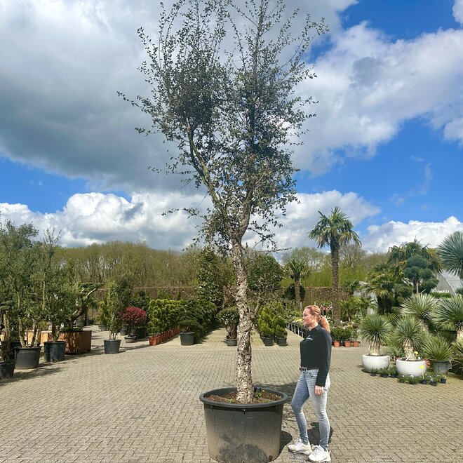 Kurkeik (Quercus suber) 50/60 cm stamomtrek