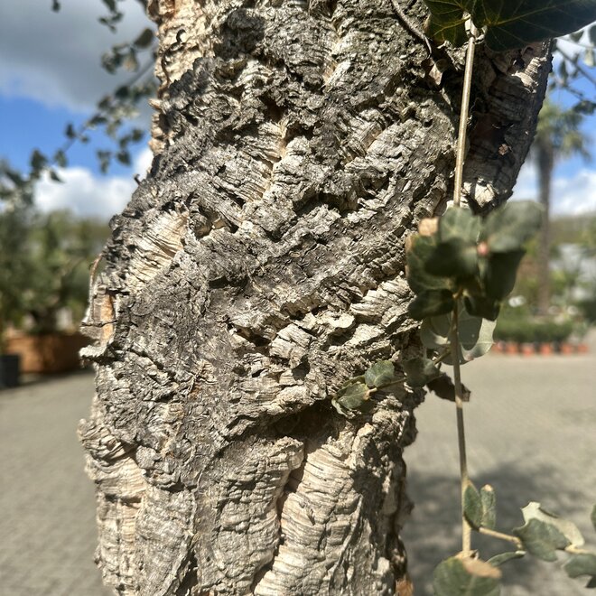 Kurkeik (Quercus suber) 50/60 cm stamomtrek