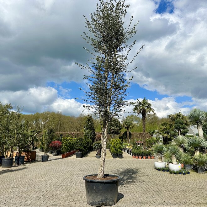 Kurkeik (Quercus suber) 40/50 cm stamomtrek