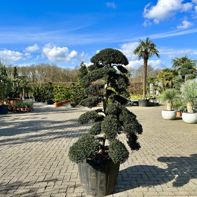 Ilex crenata Kinme bonsai (Japanse hulst) 130/140 cm