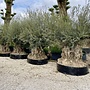 Olea europaea 260/280 bonsai