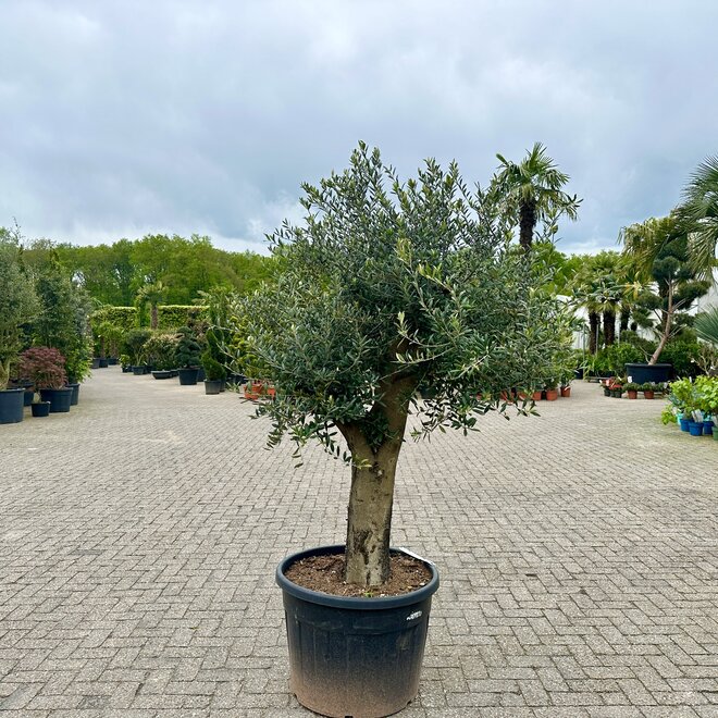 Olijfboom (Olea europaea) 50/70 cm stamomtrek lage stam