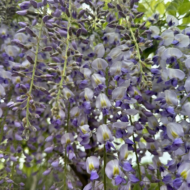 Wisteria floribunda  'Eranthema'