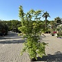 Acer palmatum (Japanse esdoorn)