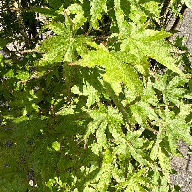 Acer palmatum (Japanse esdoorn)