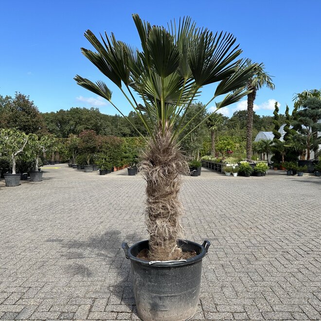 Trachycarpus wagnerianus palmboom (150cm)