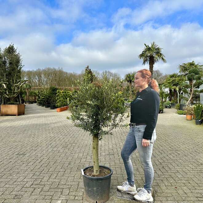 Olijfboom (Olea Europaea) (140/160cm planthoogte)