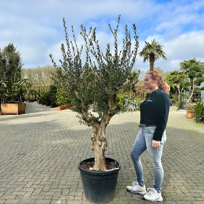 Olijfboom knoestige stam (160/180cm planthoogte)