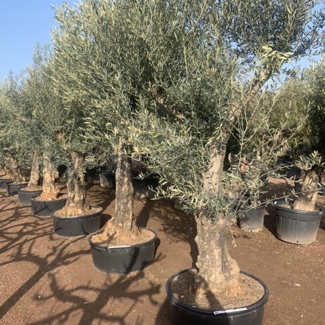 Olijfboom (180/200cm planthoogte)