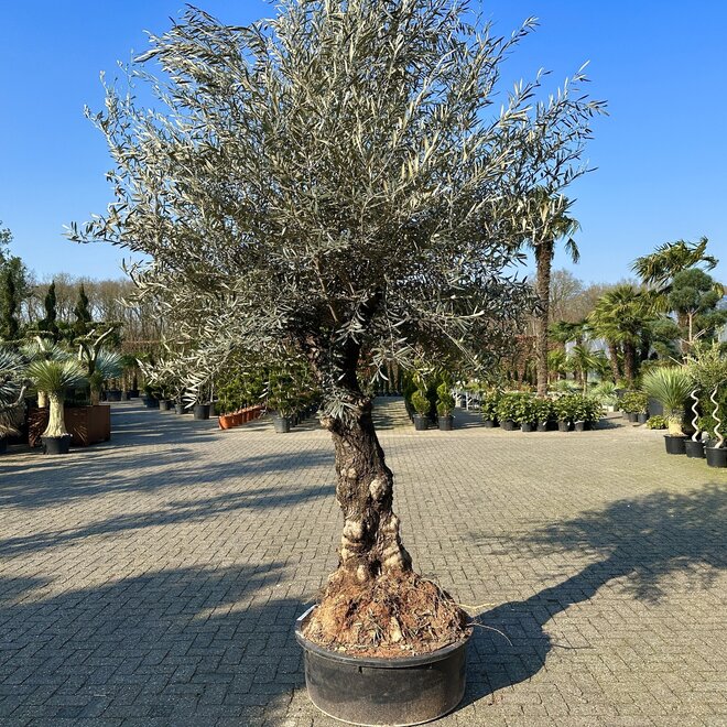Olijfboom (180/200cm planthoogte)