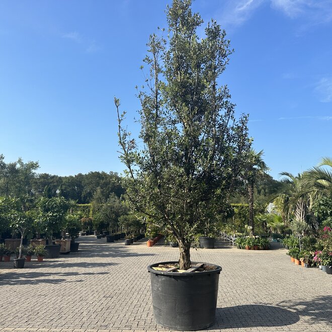 Steeneik (Quercus ilex) exclusief 102