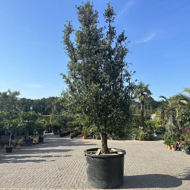 Steeneik (Quercus ilex) exclusief 103