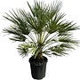 Chamaerops humilis (60/80cm planthoogte)