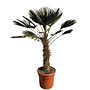 Trachycarpus wagnerianus palmboom (hoogte circa 150cm)