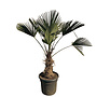 Trachycarpus wagnerianus palmboom (hoogte circa 90cm)