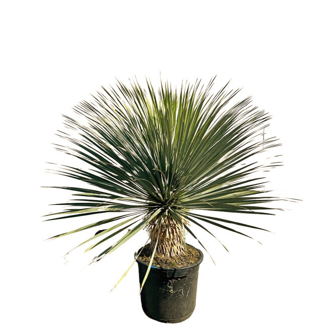 Yucca rostrata (hoogte circa 90cm)