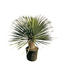 Yucca rostrata (hoogte circa 90cm)