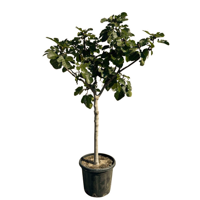Vijgenboom (160/180cm planthoogte)