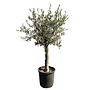 Olijfboom (Olea Europaea) (140/160cm planthoogte)