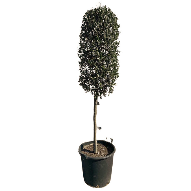 Olijfboom cilinderkroon (150/160cm planthoogte)