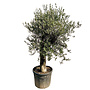 Olijfboom oude dikke stam (160/180cm planthoogte)