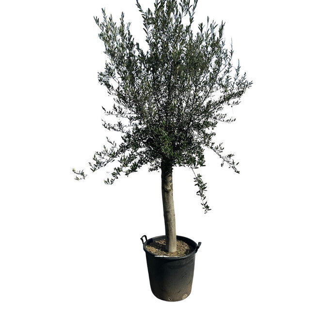 Olijfboom (220/240cm planthoogte)