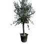 Olijfboom (220/240cm planthoogte)