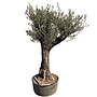 Olijfboom (180/200cm planthoogte)