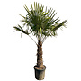 Trachycarpus fortunei (160/180cm planthoogte)