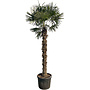 Trachycarpus fortunei (320/340cm planthoogte)