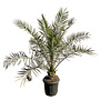 Phoenix canariensis (120/130cm planthoogte)
