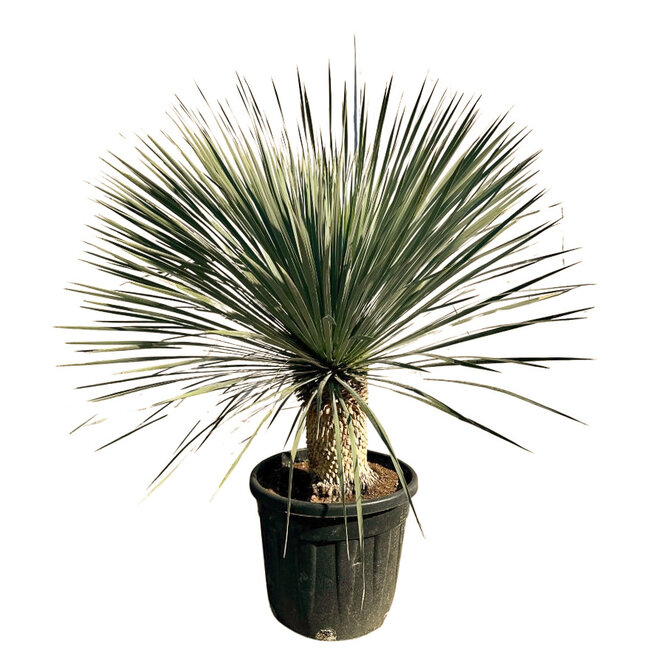 Yucca rostrata (hoogte circa 110/120cm)