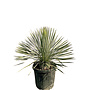 Yucca rostrata (hoogte circa 60/80 cm)