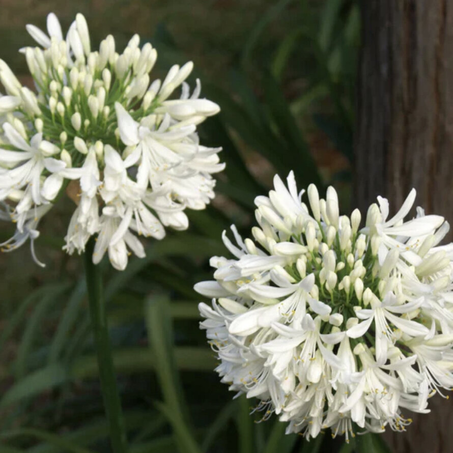 Agapanthus