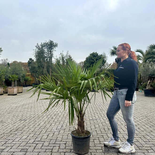 Trachycarpus fortunei (Chinese henneppalm) 30 á 40 cm  stamhoogte