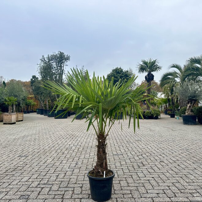 Trachycarpus fortunei (Chinese henneppalm) 40 á 50 cm stamhoogte