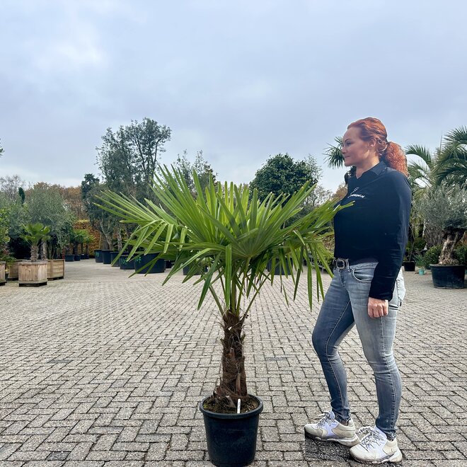 Trachycarpus fortunei (Chinese henneppalm) 40 á 50 cm stamhoogte