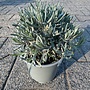 Italiaanse lavendel pot (verpakt per 6 stuks)