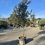 Meerstammige steeneik natuurlijke groeivorm (Quercus ilex)