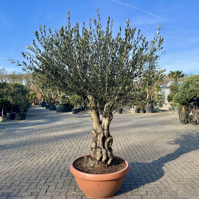 Olijfboom (Olea europaea) 60/80 cm stamomtrek vertakt  - decoschaal