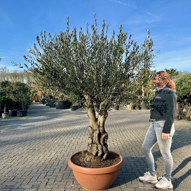 Olijfboom (Olea europaea) 60/80 cm stamomtrek vertakt  - decoschaal