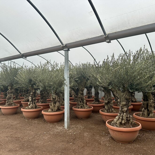 Olijfboom (Olea europaea) 60/80 cm stamomtrek vertakt  - decoschaal