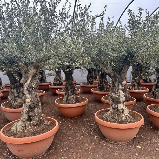 Olijfboom (Olea europaea) 60/80 cm stamomtrek vertakt  - decoschaal