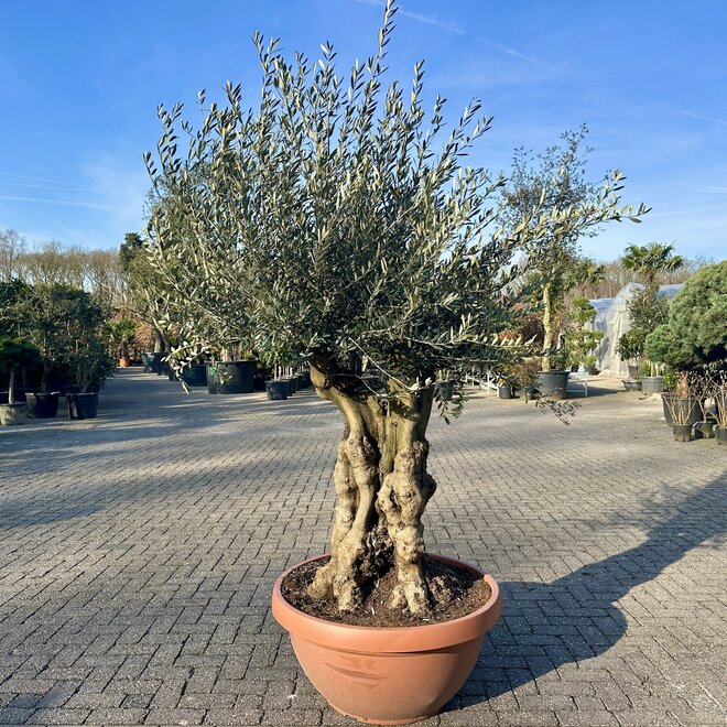 Olijfboom (Olea europaea) 80/100 cm stamomtrek  - decoschaal