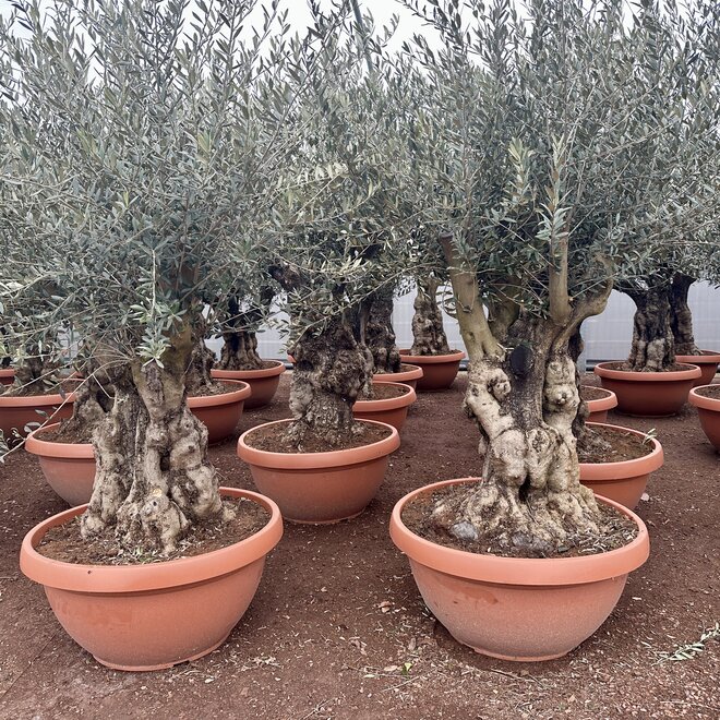 Olijfboom (Olea europaea) 80/100 cm stamomtrek  - decoschaal